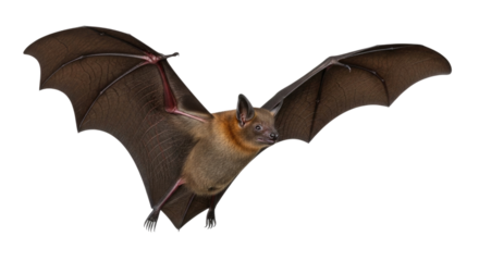Flying bat with wings spread transparent background cutout png