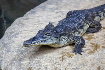 The Nile crocodile (Latin. Crocodylus niloticus) resting on the shore. Marine life, exotic fish, subtropics.