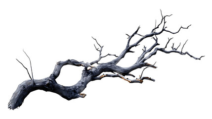 A grayscale image of a gnarled, dead tree branch, isolated against a transparent background background removed
