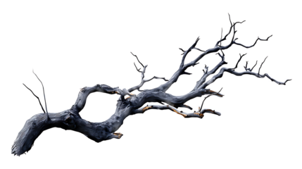 A grayscale image of a gnarled, dead tree branch, isolated against a transparent background background removed