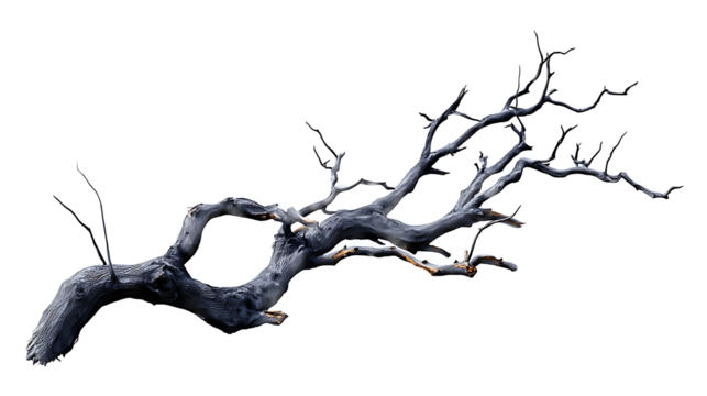 A grayscale image of a gnarled, dead tree branch, isolated against a transparent background background removed