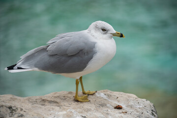 Fototapeta premium Bruce Peninsula National Park Canada, Seagull on Rocky Overlook Above Georgian Bay