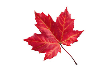 maple leaf isolated on transparent background
