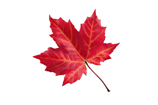 maple leaf isolated on transparent background
 - Powered by Adobe