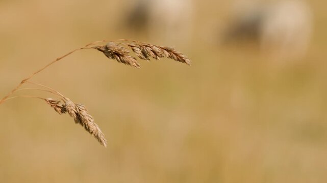 Wild Grass Seed Head Swaying in Summer Meadow Breeze