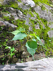 A small green tree sprouting from an old moss-covered stone wall, illuminated by bright tropical sunlight. Symbol of resilience and new life in nature.