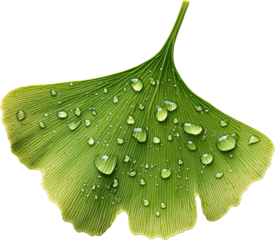 gingko leaf with waterdrop