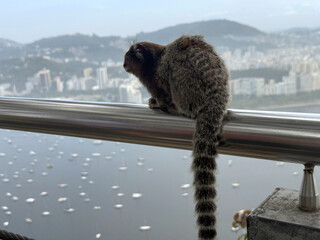 Close-up of cute Callithrix monkey at Urca Hill at Brazilian city of Rio de Janeiro on a spring...