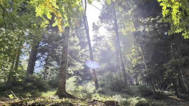 Il sole nel bosco in una giornata autunnale