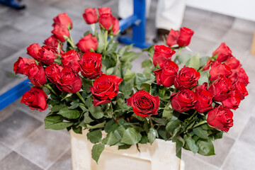 Fresh Red Roses in Plastic Container on Flower Shop Floor, Close-up of Wholesale Floral Bunch Ready for Arranging