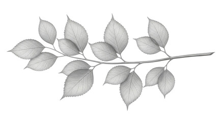 Fototapeta premium Silver leaf branch transparent background cutout png