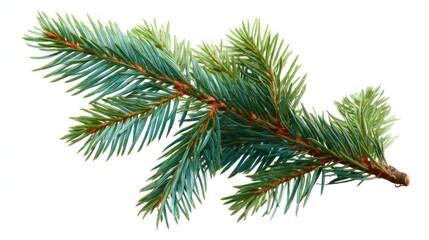 Close up of evergreen branch with needles isolated on white background