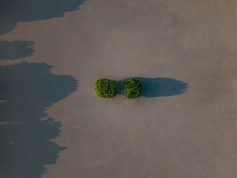 Aerial view of two green banyan trees casting long shadows on a stretch of warm brown sand, Yogyakarta, Special Region of Yogyakarta, Indonesia.