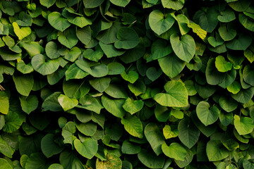 green leaves background garden floral foliage textured nature surface bush plants outdoor view