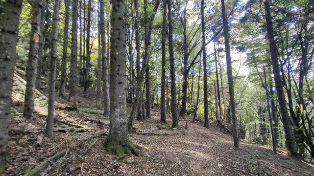 Camminando nel bosco a Montecopiolo in Emilia-Romagna