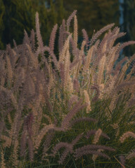 A cozy autumnal shot of tall, arching stalks of grass, gently illuminated by the sun. The golden...