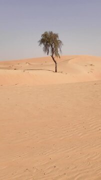 Single ghaf tree in the middle of the sand dunes in the desert in UAE