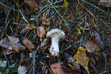 Single Mushroom on a Forest Floor Amidst Autumn Leaves and Pine Needles