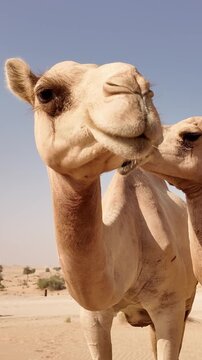 Middle Eastern camels in the desert in Abu Dhabi, UAE