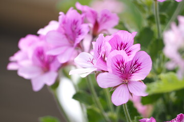 植物　ピンクの花