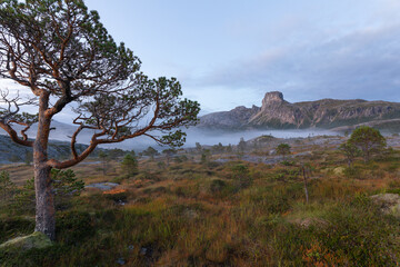 Obraz premium Magischer Morgennebel am Steigtindvatnet vor dem majestätischen Steigtinden in Norwegen bei Bodø. Typischer märchenhafter Kiefernwald mit Felslandschaft im hohen Norden.