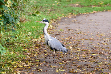 A Heron which is part of the Ardeidae family of birds is at the edge of a fresh water lake