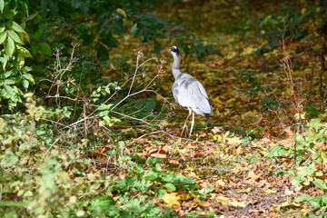 A Heron which is part of the Ardeidae family of birds is at the edge of a fresh water lake looking to nest in nearby reeds