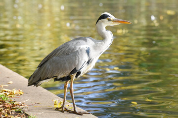 A Heron which is part of the Ardeidae family of birds is at the edge of a fresh water lake