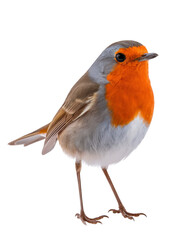 european robin isolated on white background.
