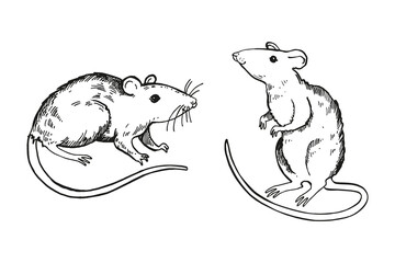 vector set of two rats with a long tail, hand drawn black and white illustration of rodent, animal theme in monochrome, engraving ink sketch for fairy tale, fauna pictures, fairy tale