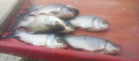 Freshly Caught Fish on Display &ndash; Silver Carp and Rohu Fishes on Red Tray