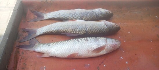 Freshly Caught Fish on Display &ndash; Silver Carp and Rohu Fishes on Red Tray