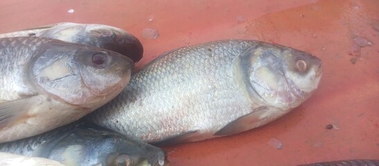 Freshly Caught Fish on Display &ndash; Silver Carp and Rohu Fishes on Red Tray