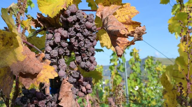 Fungal disease, powdery mildew or gray mold on grapes, botrytis, Moselle vineyard, heat damage, waterlogging, dryness, sunburn and nutrient deficiency