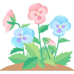 Pastel Colored Pansies With Green Leaves And Buds Blooming In Spring With A Soft Brown Ground Layer Isolated On White
