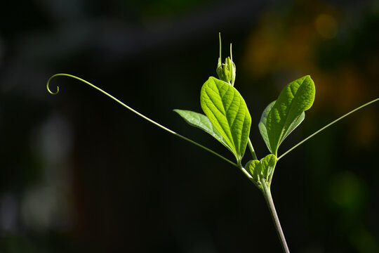ビグノリア・マグニフィカの新芽