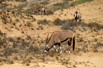 Oryx gazelle dans le désert du Namib