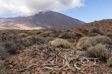 Dry twisted branches on rocky volcanic terrain