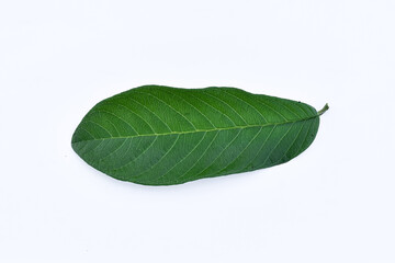 Guava leaves white background, Guava leaves traditional herbal medicine ingredients
