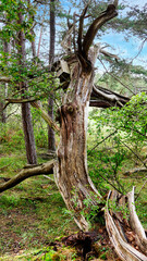 Auf dem Wanderweg Trollskogsstigen im Naturreservat Trollskogen auf der Insel Öland