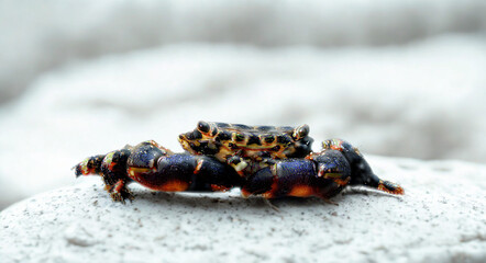 Small colorful crab with detailed shell and legs on a rock