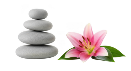 Zen stones and pink lily isolated on transparent background