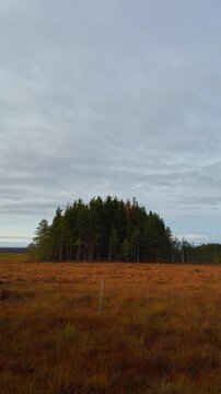 Vertical shot of a remote autumn landscape featuring an isolated, dense cluster of dark green coniferous trees standing prominently in the center of a wide, flat, golden-brown swamp or moor covered in