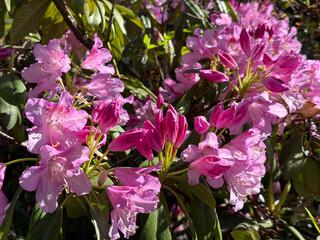 Rhododendron azalea beautiful pink blooming bush.