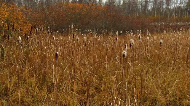Wide shot of a peaceful, golden swamp landscape in late autumn with a field of tall, dry grass and reeds, many with fluffy seed heads, set against a background of deciduous trees showing deep brown