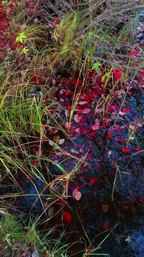 Vertical close-up shot of the edge of a still, dark forest pond or bog lake in autumn, showing branches with vibrant red leaves in the foreground, with the mixed forest of tall pine and bare birch