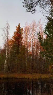Vertical shot capturing the vibrant colors of an autumn forest edge, featuring mixed pine and bare birch trees, with some foliage brilliantly illuminated by warm golden sunlight and perfectly