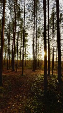 Vertical first-person perspective shot, as if walking through a tranquil autumn pine forest, with numerous tall, straight tree trunks framing the view, leading the eye over a soft, thick ground