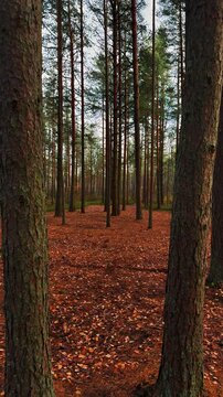 Vertical first-person perspective shot, as if walking through a tranquil autumn pine forest, with numerous tall, straight tree trunks framing the view, leading the eye over a soft, thick ground