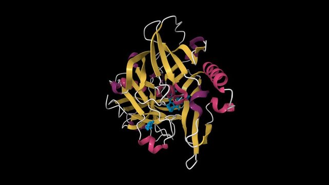 Structure of beta-secretase complexed with inhibitor. Animated 3D cartoon model, pdb 4gid, secondary structure color scheme, black background.